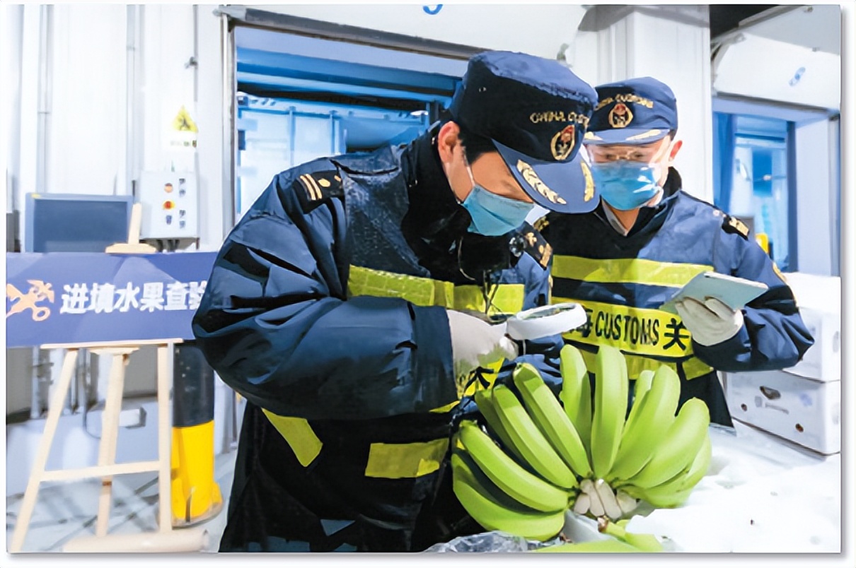 一根香蕉的奇幻旅程,一根香蕉的新奇历程