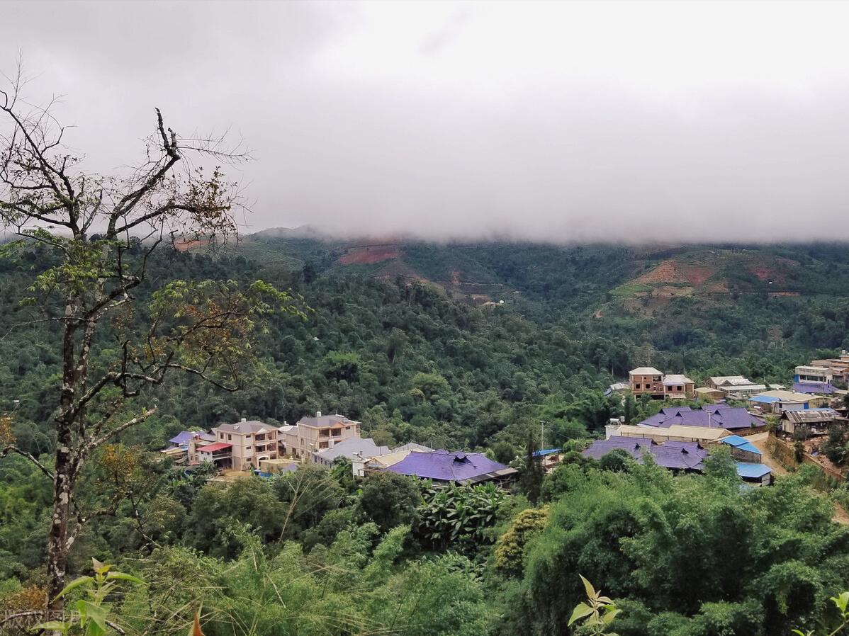 班章普洱茶怎么样,班章普洱茶来历