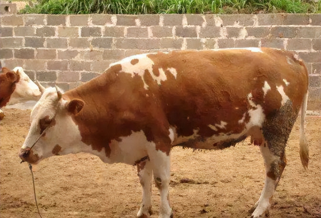 肉牛瘸腿怎么回事,肉牛跛行的病因分析防治措施
