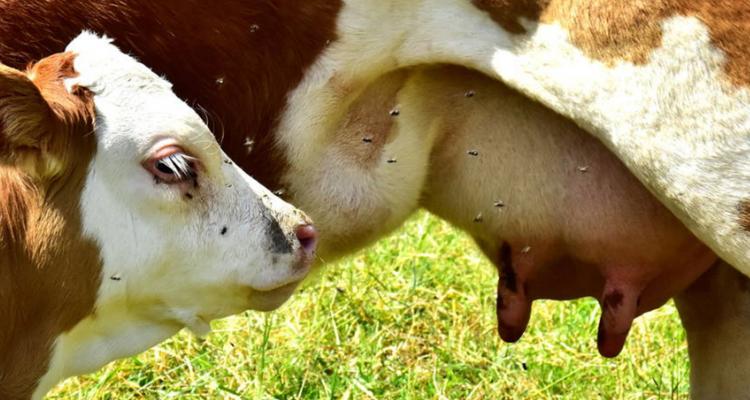 母牛产后怎样喂小牛奶,母牛产后怎样饲喂才保证有奶水