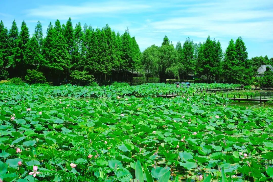 小暑已至！夏日顶流登场，一池荷风，满院莲香，惊艳了整个夏天！