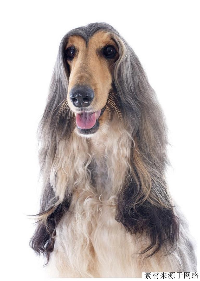 阿富汗犬很难驯服,阿富汗犬的优点和缺点