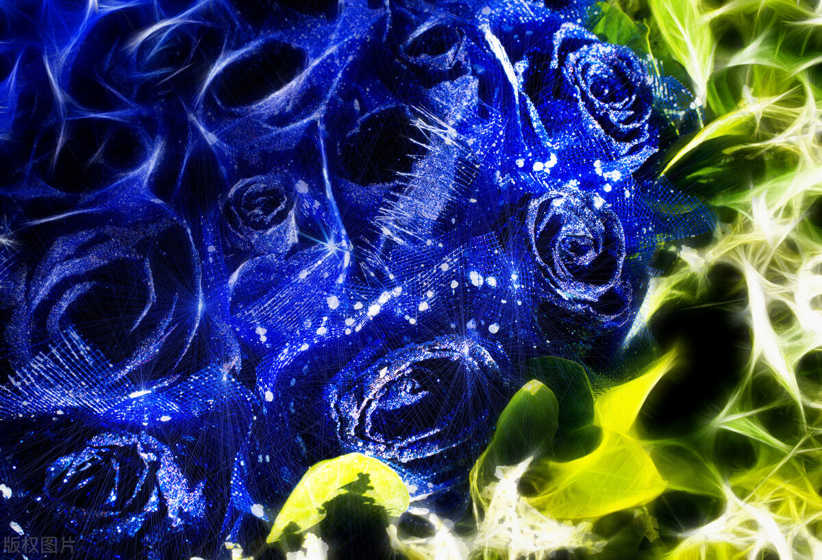 分享美图蓝色妖姬,蓝色妖姬玫瑰花美图