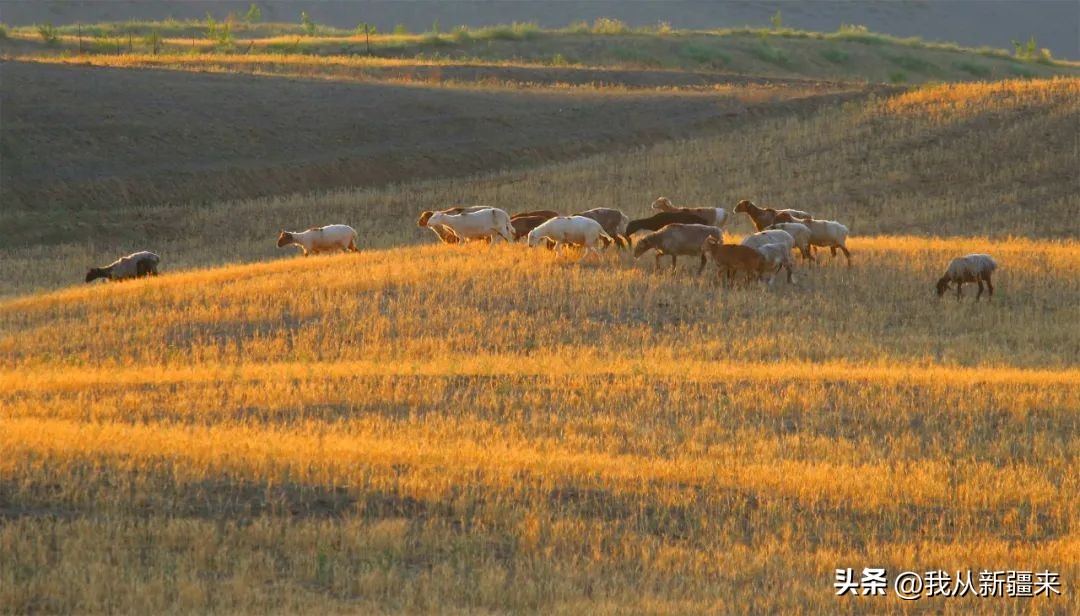 *疆新**天山，英雄的山脉