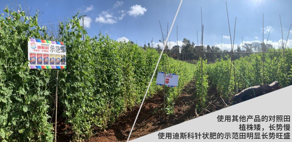 荷兰豆最好吃的品种图片,荷兰豆的种类有哪些