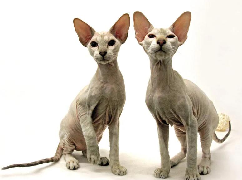 十大稀有无毛猫排名,有毛的无毛猫是什么品种