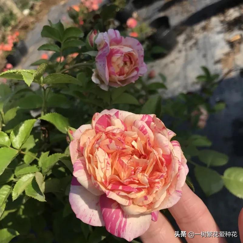 波浪边花型月季,爱杜尔马奈和伊蕾莎丝特