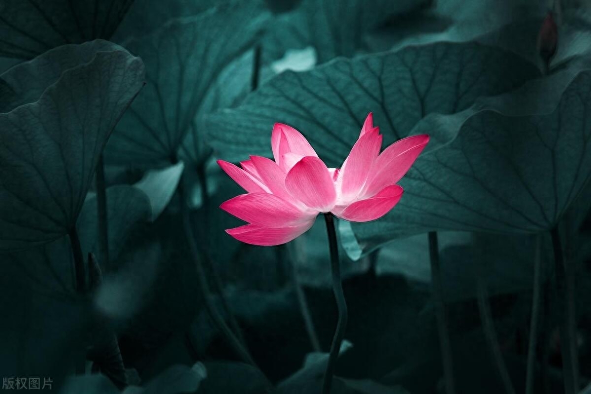 林则徐的上联,超难歇后语谐音及答案