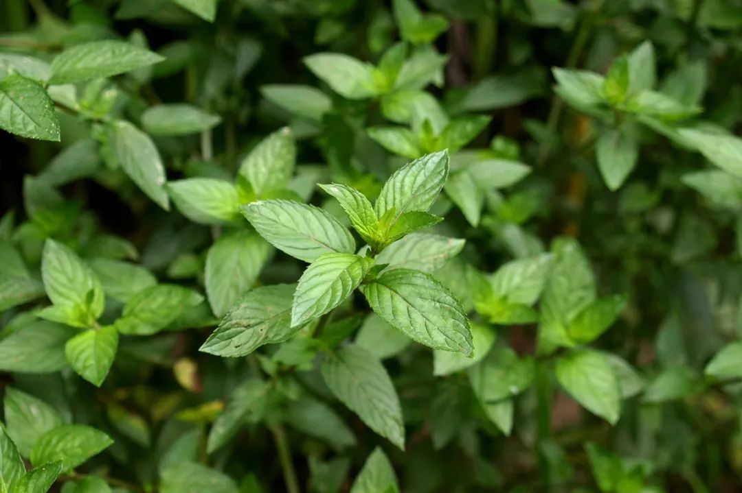 芳疗师的100个宝藏配方,芳疗师精油推荐