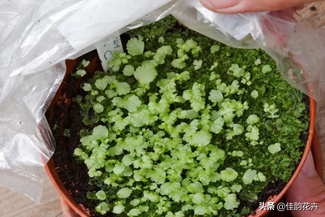 花卉绿植扦插繁殖方法视频播放,各种花卉的扦插视频教程