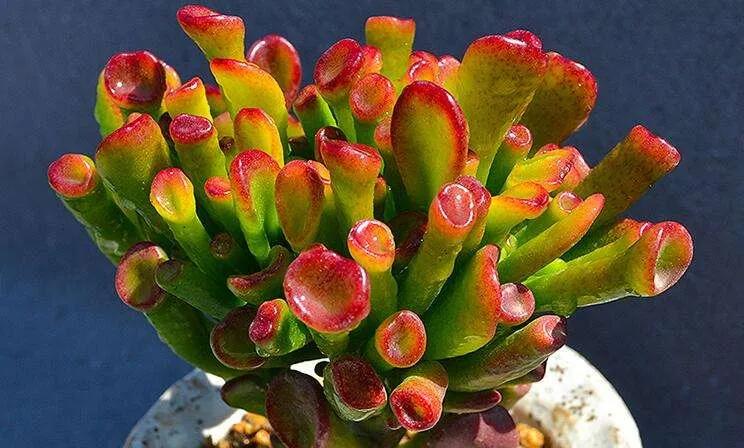 客厅外种树讲究风水吗,家里客厅窗户外适合种树吗