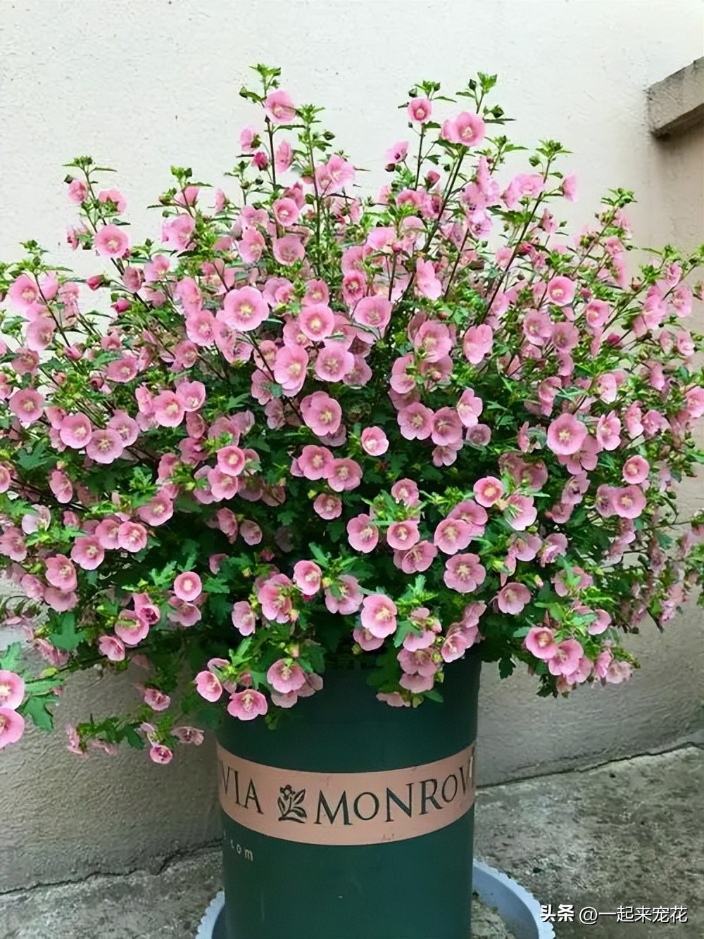 小木槿花球怎样修剪,小木槿棒棒糖大花球