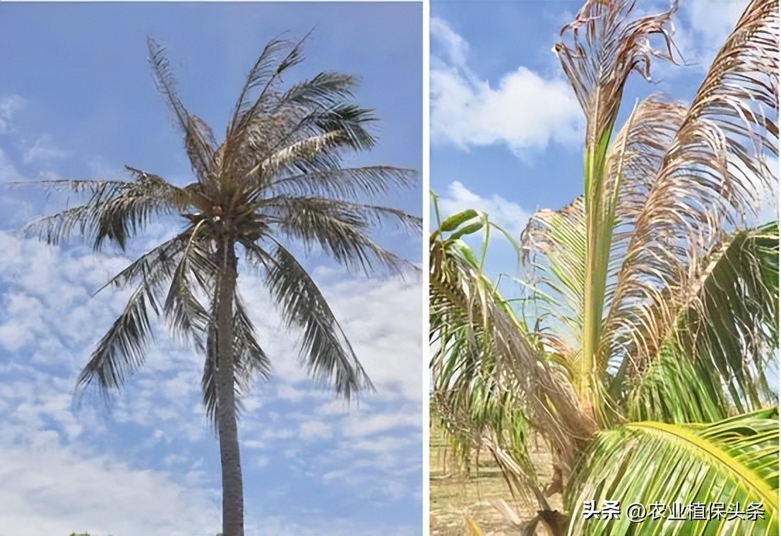 外来入侵物种动物名单,外来物种昆虫有哪些