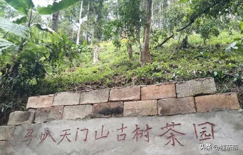 最贵的普洱茶是老班章吗,10年以上老班章普洱茶值多少钱