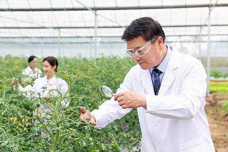 63个从国外引进的树，2个价格跌了95%！还有3个只能砍了当柴卖