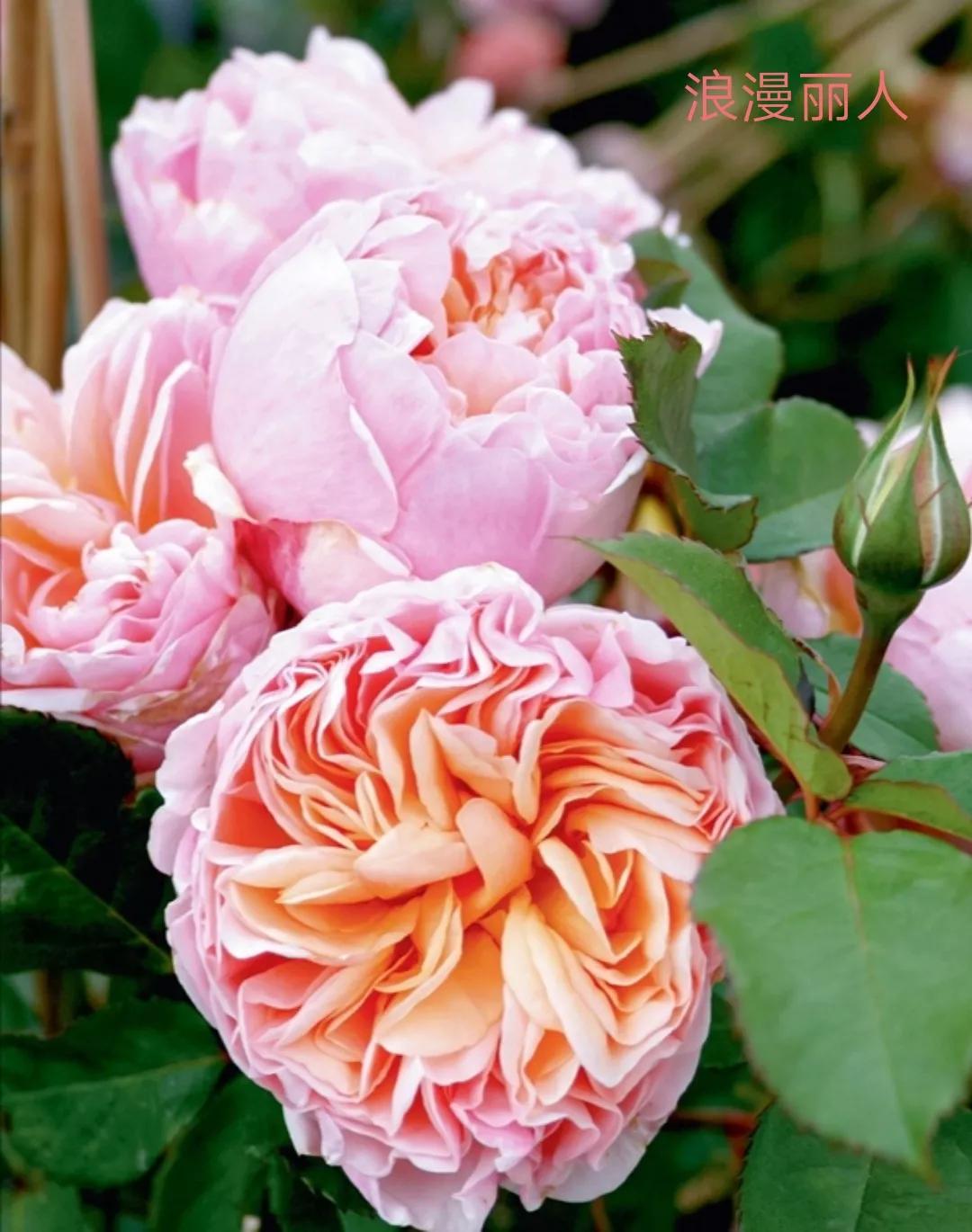 花店卖的切花月季品种,切花月季冬季修剪方法