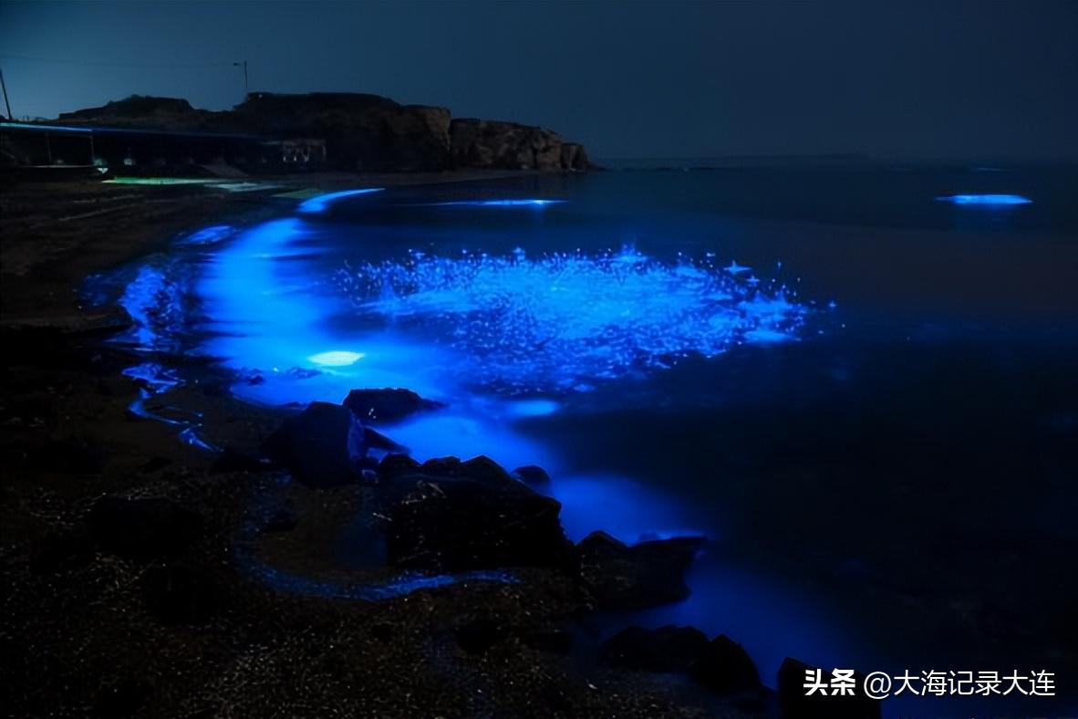 大连星海和蟹子湾荧光海哪个好看,蟹子湾公园荧光海是怎么形成的
