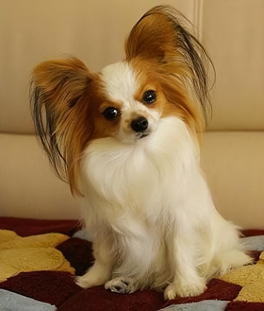 十种最好养的小型犬家养小宠物,建议新手养的10种狗小型犬智商高