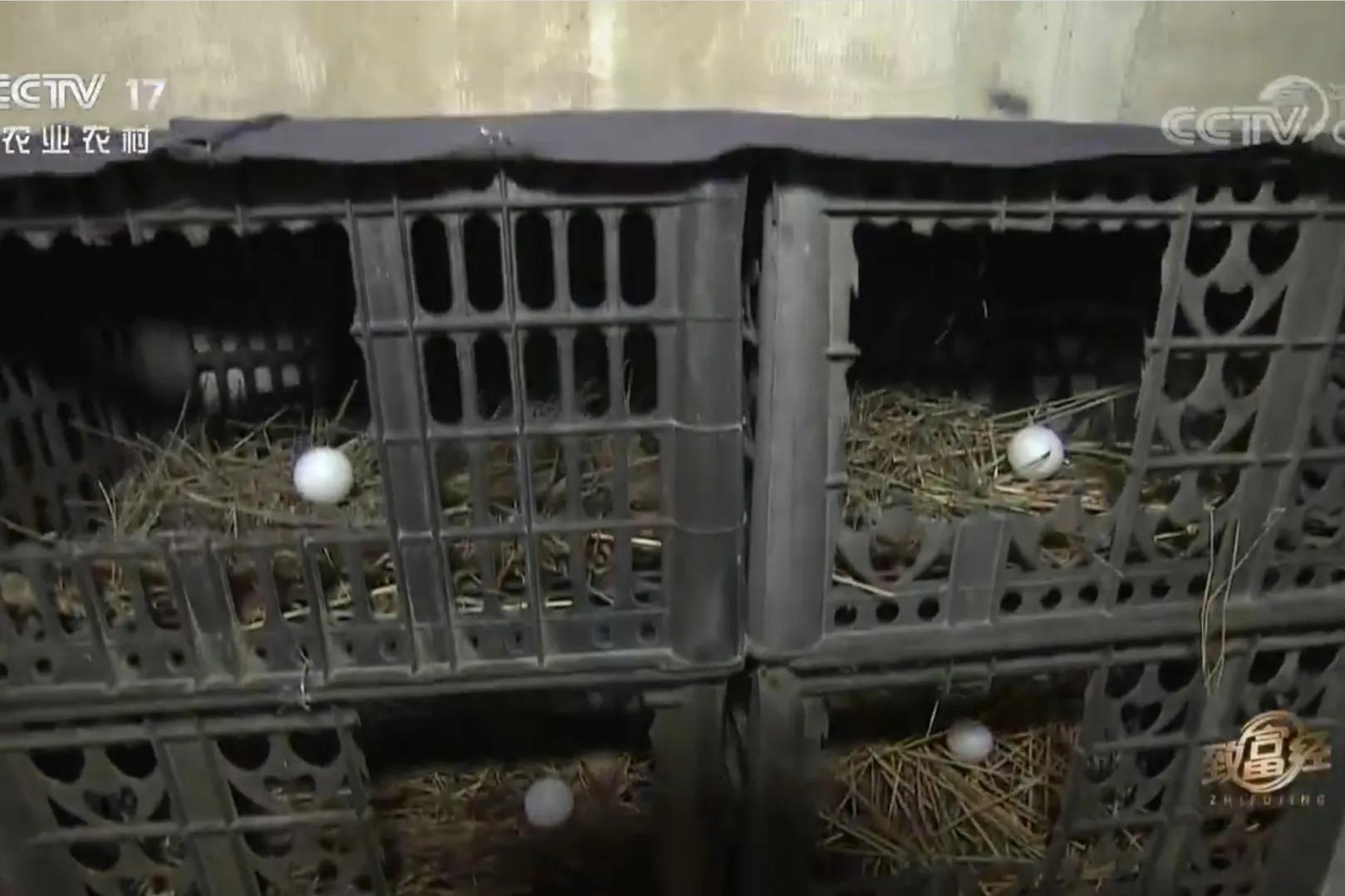 200亩荒山变成聚宝盆,荒山摇身一变成村民聚宝盆