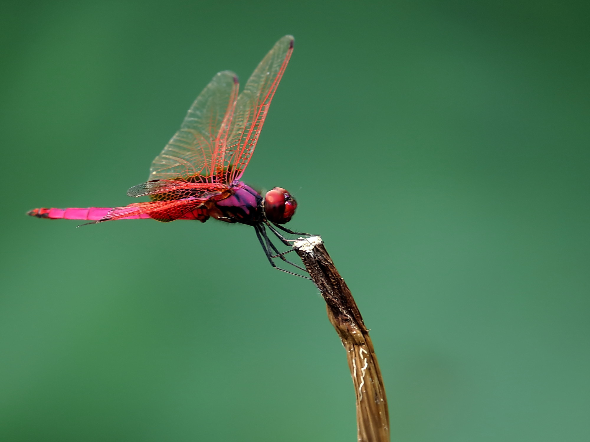 蜻蜓为什么能活过四次大灭绝,为什么现在很少见成群的蜻蜓
