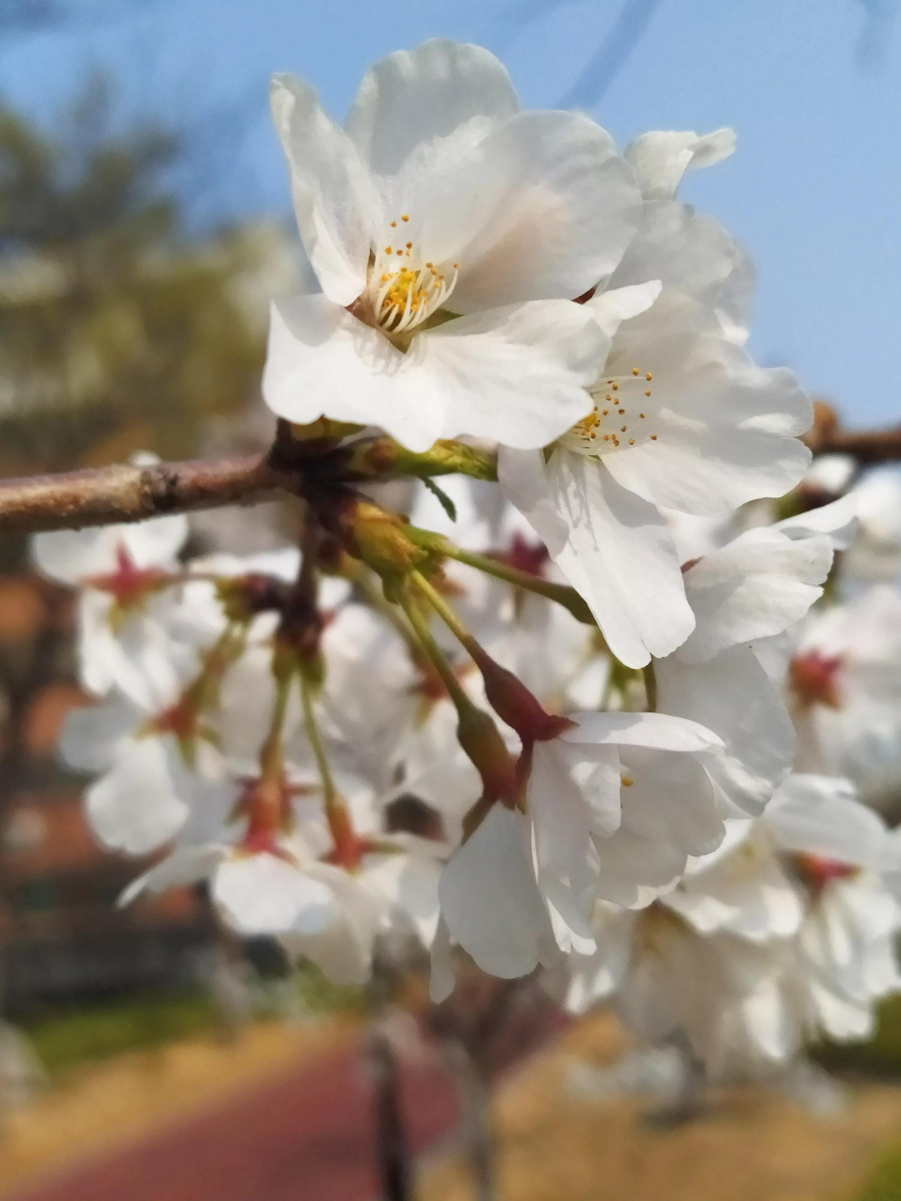 樱花烂漫的唯美句子,樱花烂漫几多时李商隐