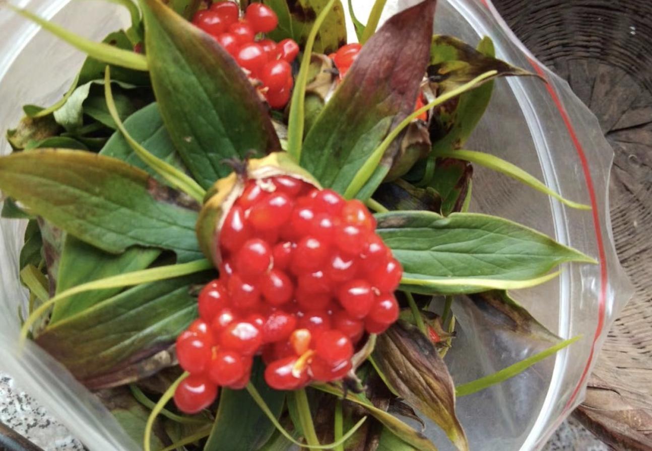 1株有1朵花，又名“七叶一枝花”，如今能按棵卖，十分珍贵且值钱