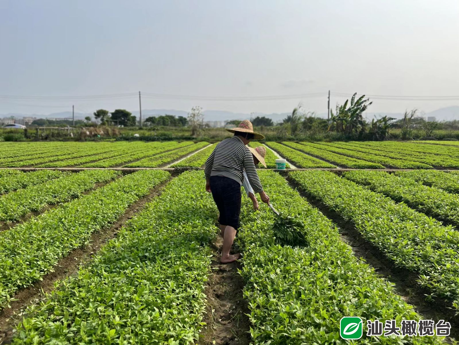 特色农业发展汇聚乡村振兴大动能,特色种养殖助推乡村振兴