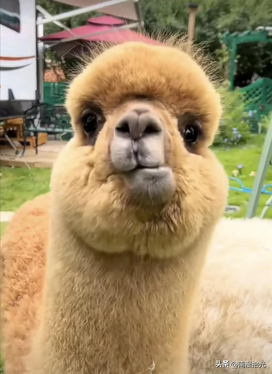 闲鱼平台有没有什么套路,闲鱼平台有什么套路吗