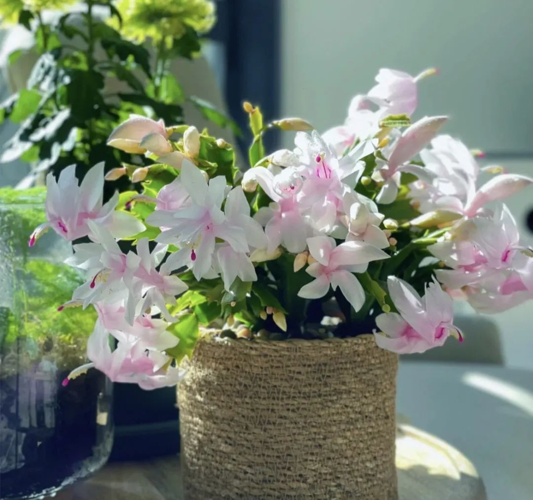 水种植物烂根怎么补救,不要用这种水浇花不然花越养越枯