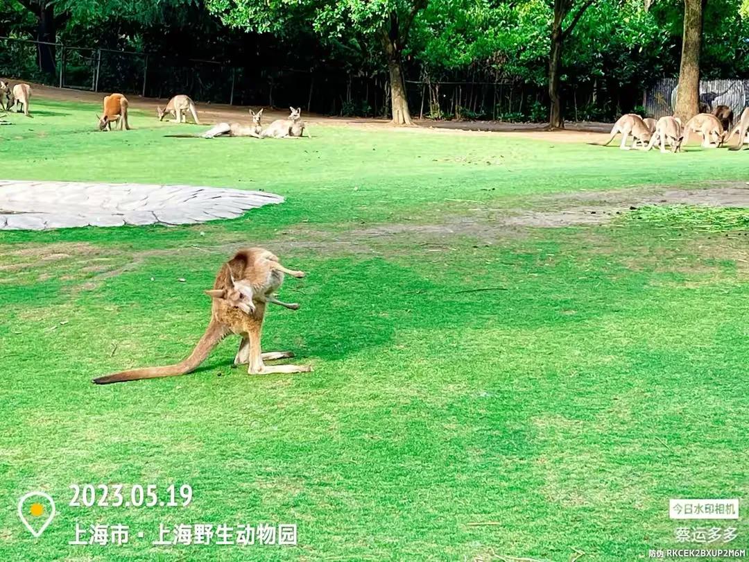 中国最大的野生动物园是哪个城市,中国最大野生动物园