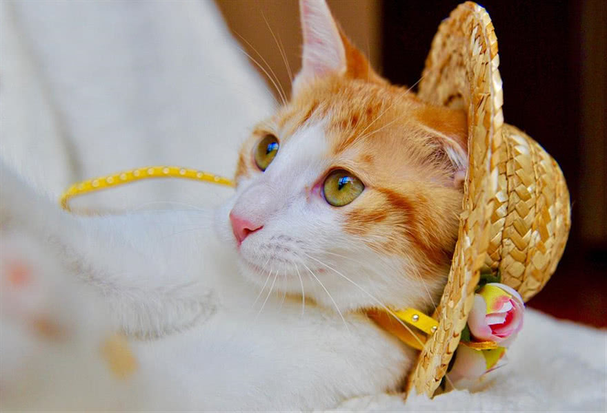 幼猫猫粮哪个牌子最好,加菲吃什么牌子猫粮比较好