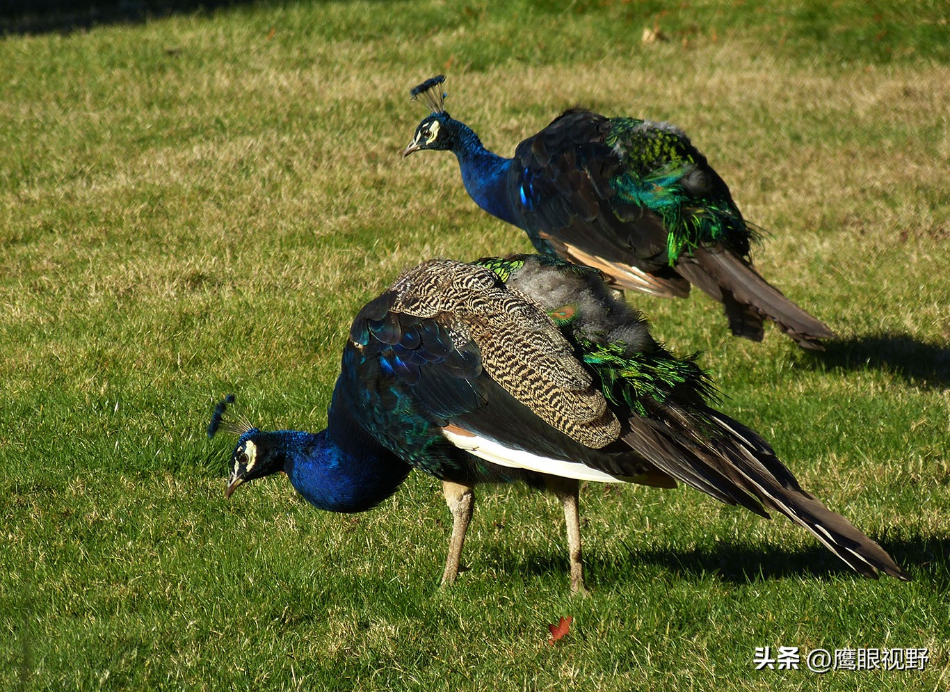 加拿大的维多利亚,加拿大四季如春的城市维多利亚