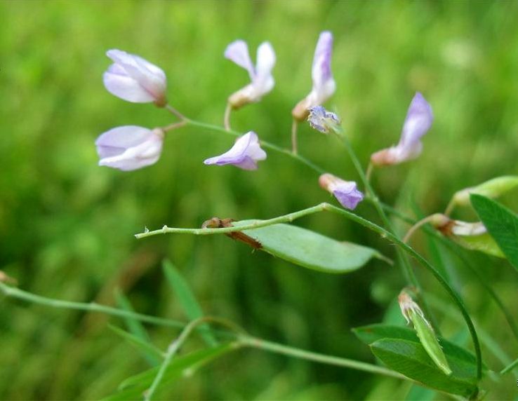 小扁豆是什么植物的种子,小扁豆植物是什么样子的