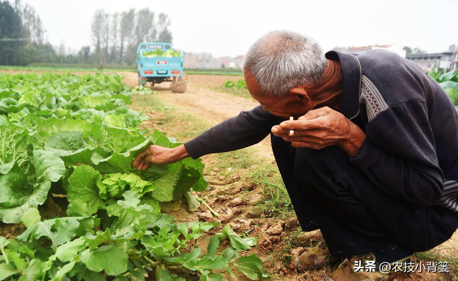 大白菜软腐病怎么防效果好,怎么预防大白菜软腐烂根病
