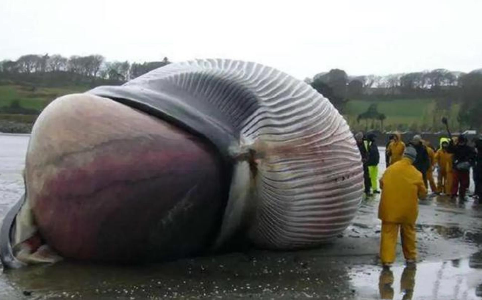 渔民在印度洋捞鱼发现尸体,也门渔民捡到127龙涎香