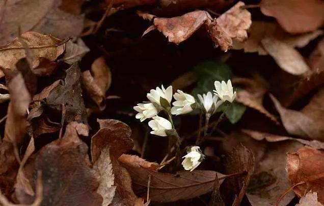 克罗地亚狂想曲将继续演奏,克罗地亚狂想曲不能说的秘密