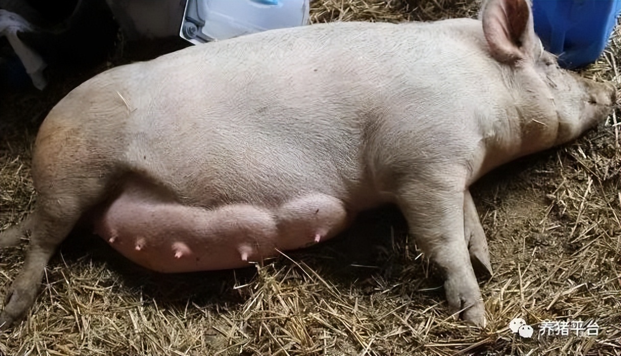 想要奶水多吃什么下奶,想要奶水多需要产前做乳房疏通吗