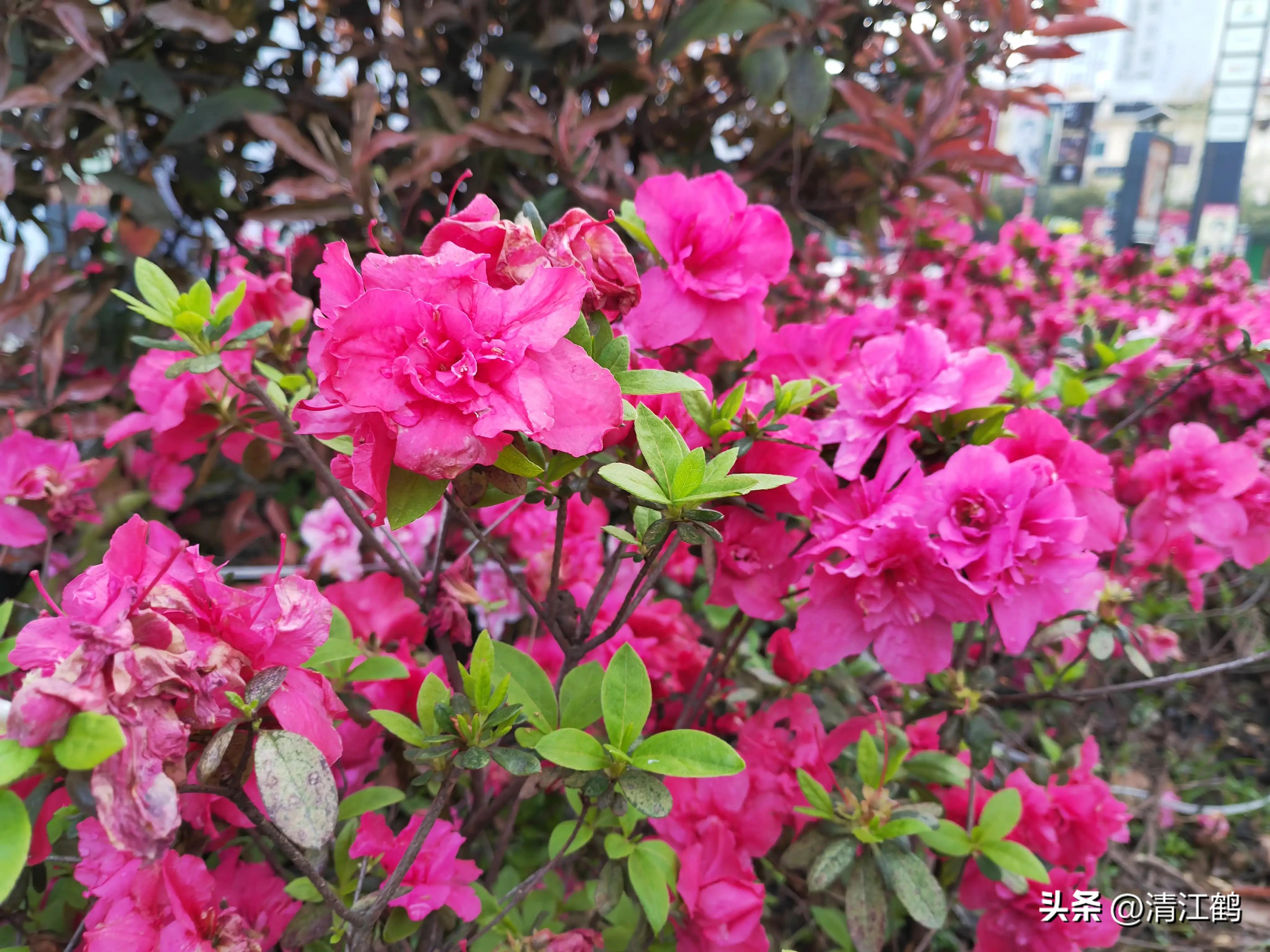 映山红扦插繁殖方法,映山红的扦插繁殖方法