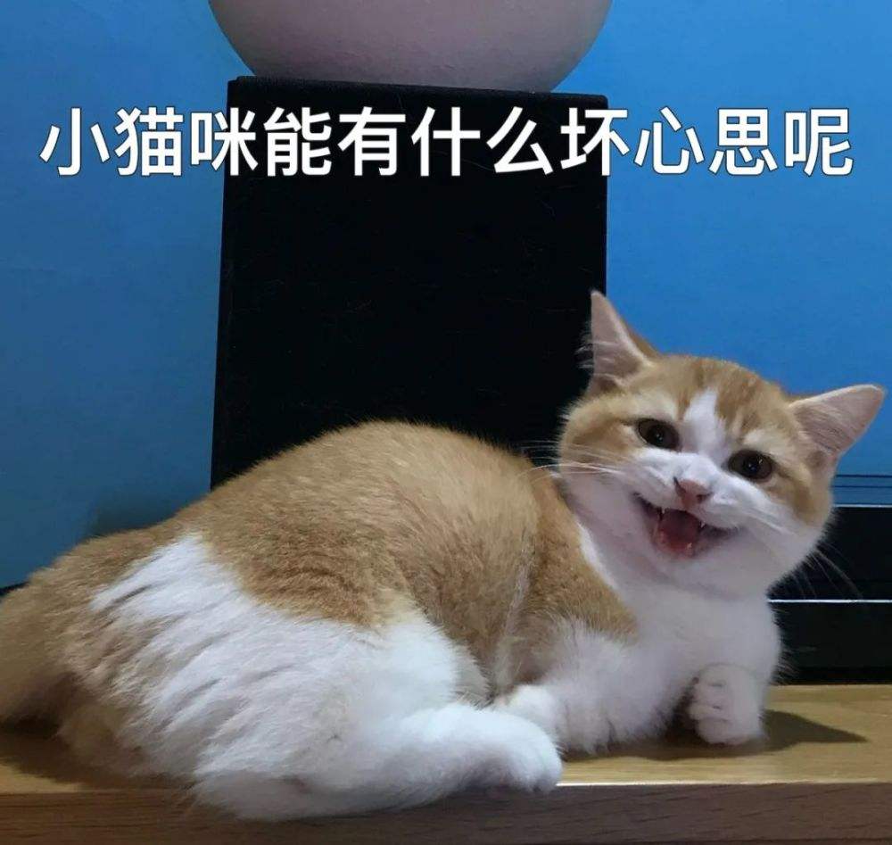怎样训练猫咪知道自己的名字,想要给猫咪训练该怎么喂食物