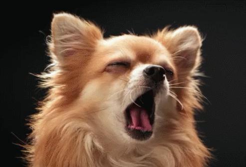 狗狗疼痛时的12个表现,狗狗疼痛的10个表现