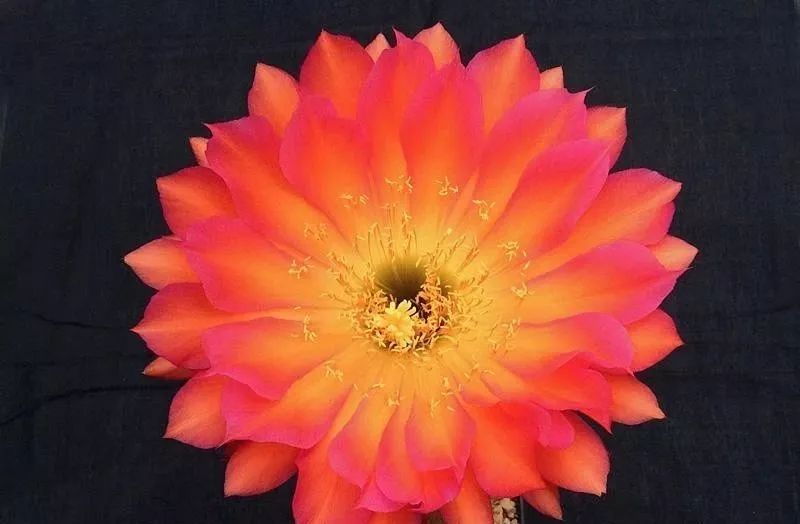 200种·仙人球开花图鉴，大开眼界，美到爆