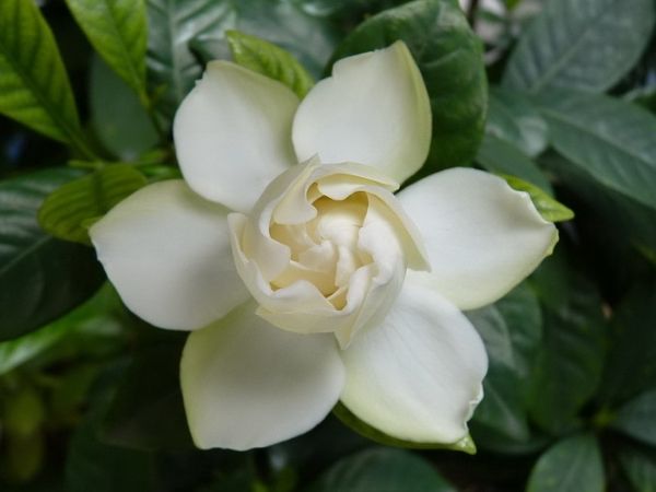 清明期间开的野花有哪些,清明节野花