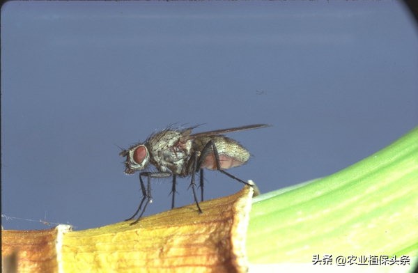 昆虫的习性与行为与害虫防治,害虫防治与昆虫分类