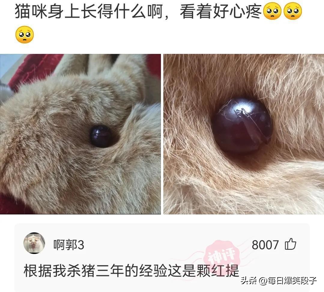 听我说谢谢你搞笑段子,谢谢你来了爆笑段子