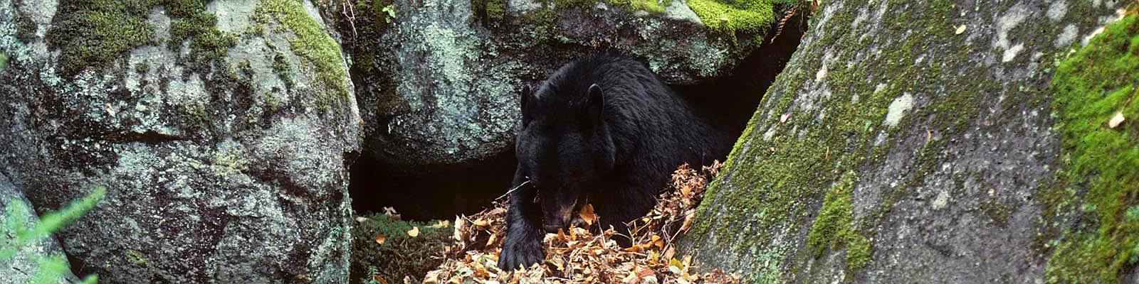 杀怒熊还是安抚怒熊?老猎手力排众议敢和发怒伤熊谈判|传奇