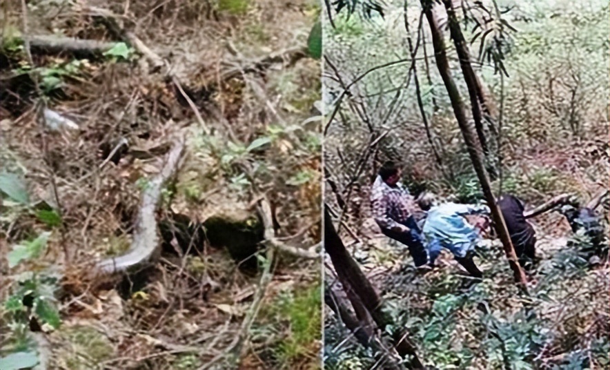 江苏射阳30米巨蟒,江苏射阳出现巨蟒了吗