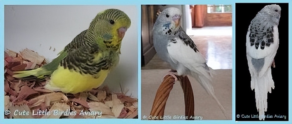 虎皮鹦鹉基因原理,虎皮鹦鹉钴基因