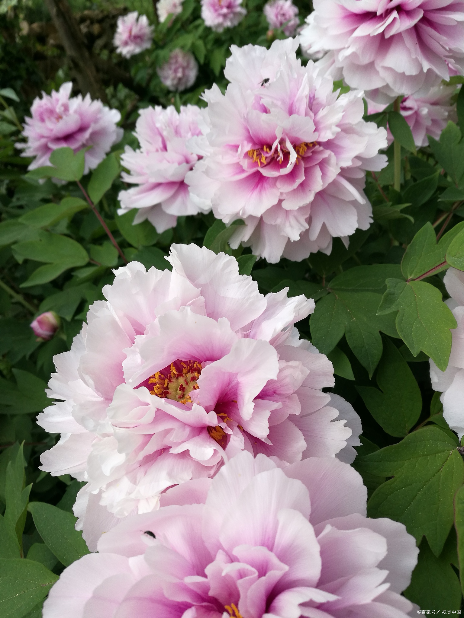 花开时节动京城的牡丹真国色,唯有牡丹真国色花开富贵动京城