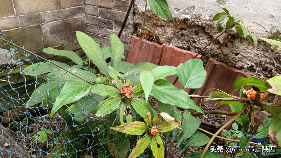 秦岭哪儿还有七叶一枝花,美到心动