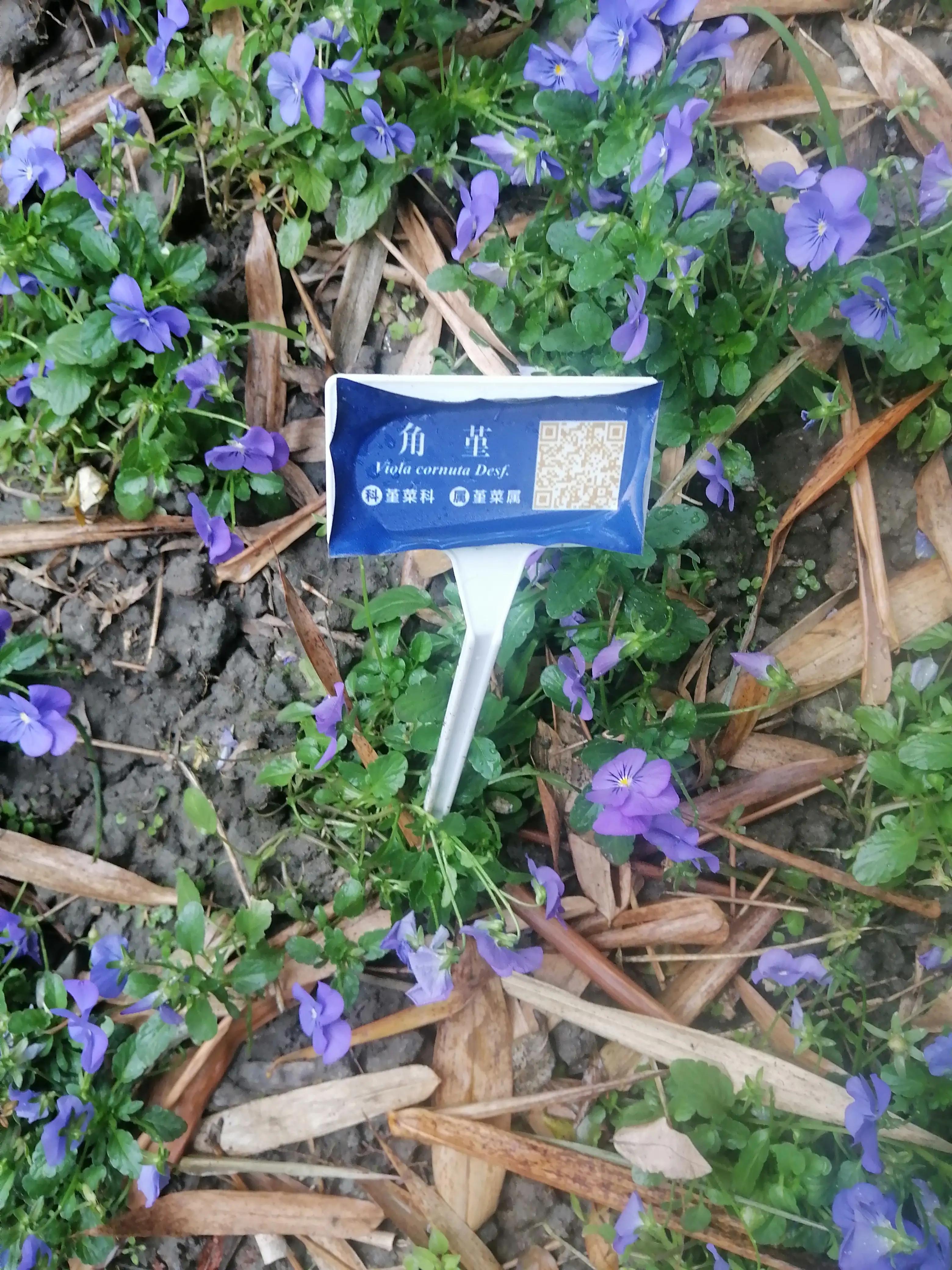 美艳但清冷,美艳又清冷的长相